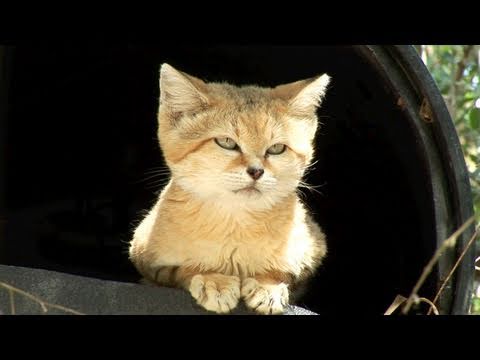 Meet Canyon the SAND CAT!