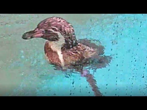 【東武動物公園】グレープ君がプールに飛び込む