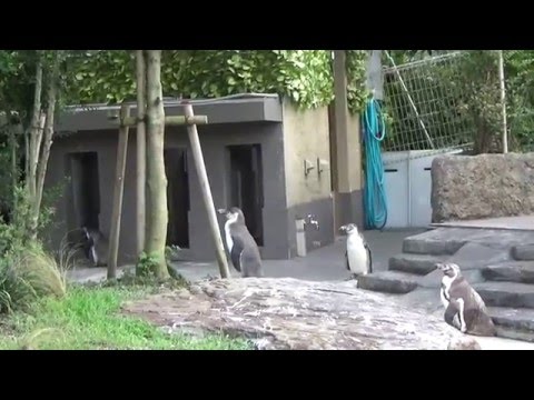 熊本地震前の熊本市動植物園のフンボルトペンギン