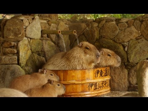 長崎バイオパーク カピバラたらいの湯 ( Capybara in woody washtub )