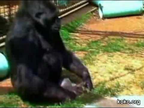 Koko the Gorilla plays with her kitten, All Ball
