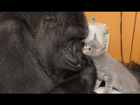 Meet Koko&#039;s New Kittens