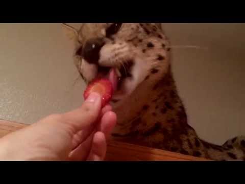 Serval Cat Favorite Foods!