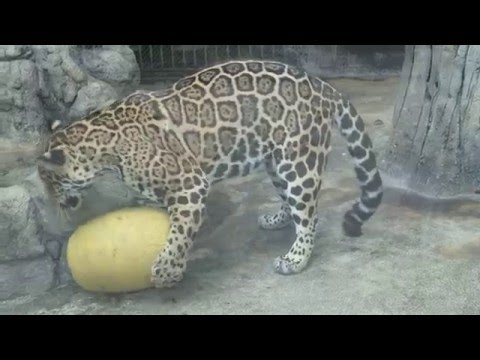 おもちゃで遊ぶジャガーの葉月ココ　　　天王寺動物園