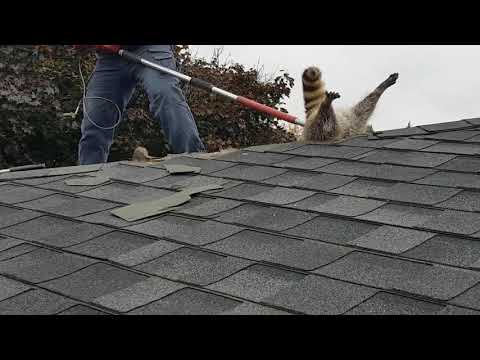 Raccoon gets stuck trying to break and enter inside a attic roof.