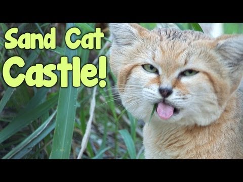 Sand Cat Castle!
