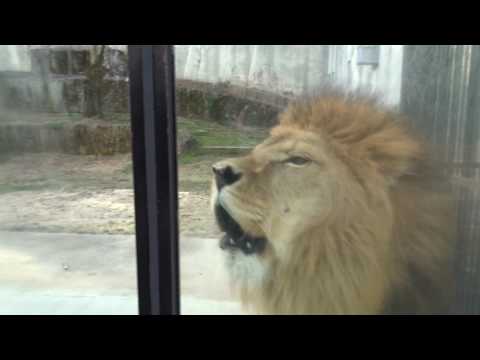 安佐動物園のライオンのライトの咆哮